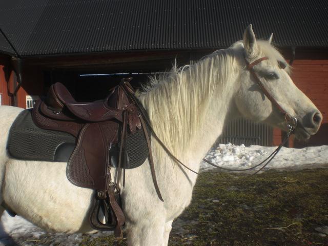 bästa sadeln till shettis bästa sadeln till shettis