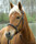 Walnut Bettlöst träns - bild 1